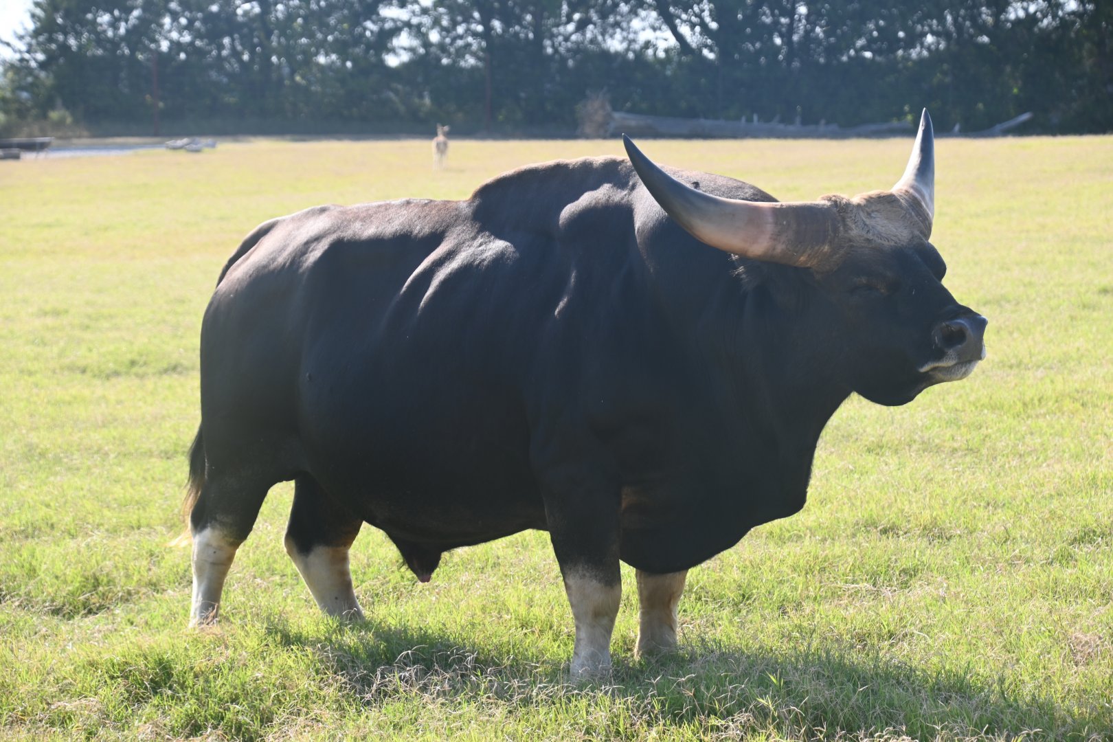 Gayal (Bos frontalis)