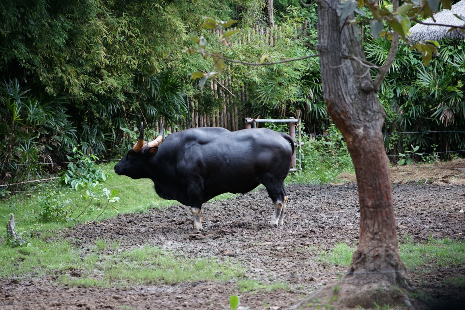 Gayal / Gaur hybrid
