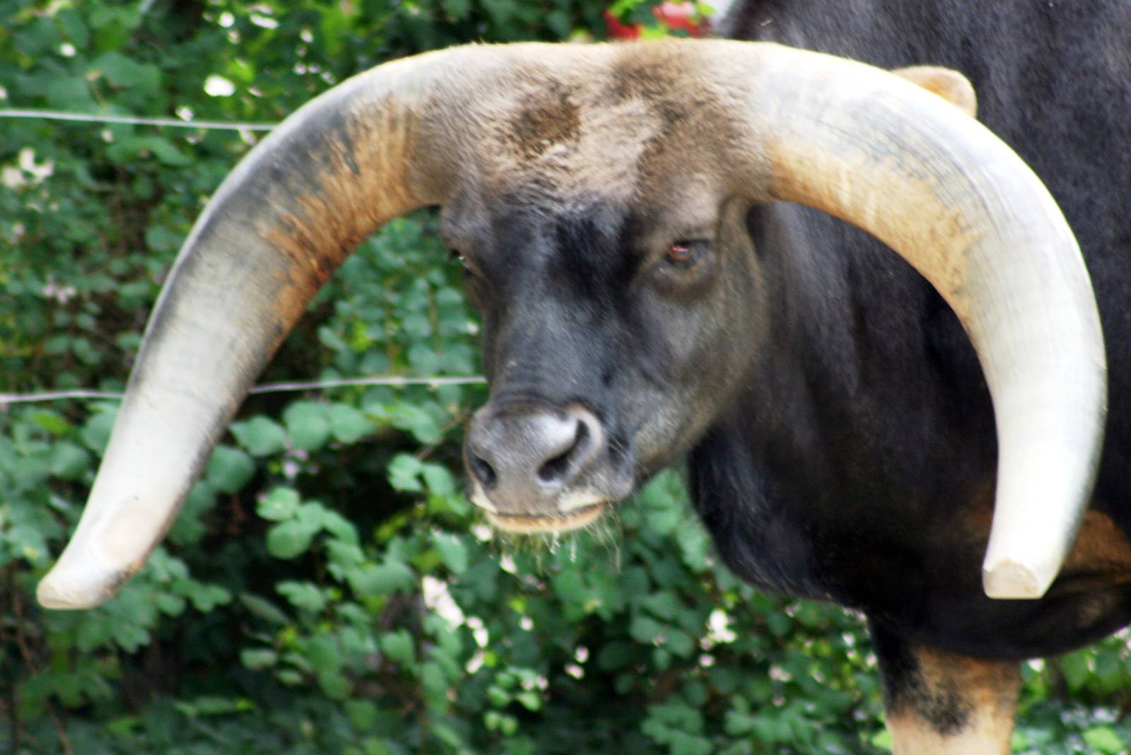 Gayal; Heidelberg; 3rd September 2010