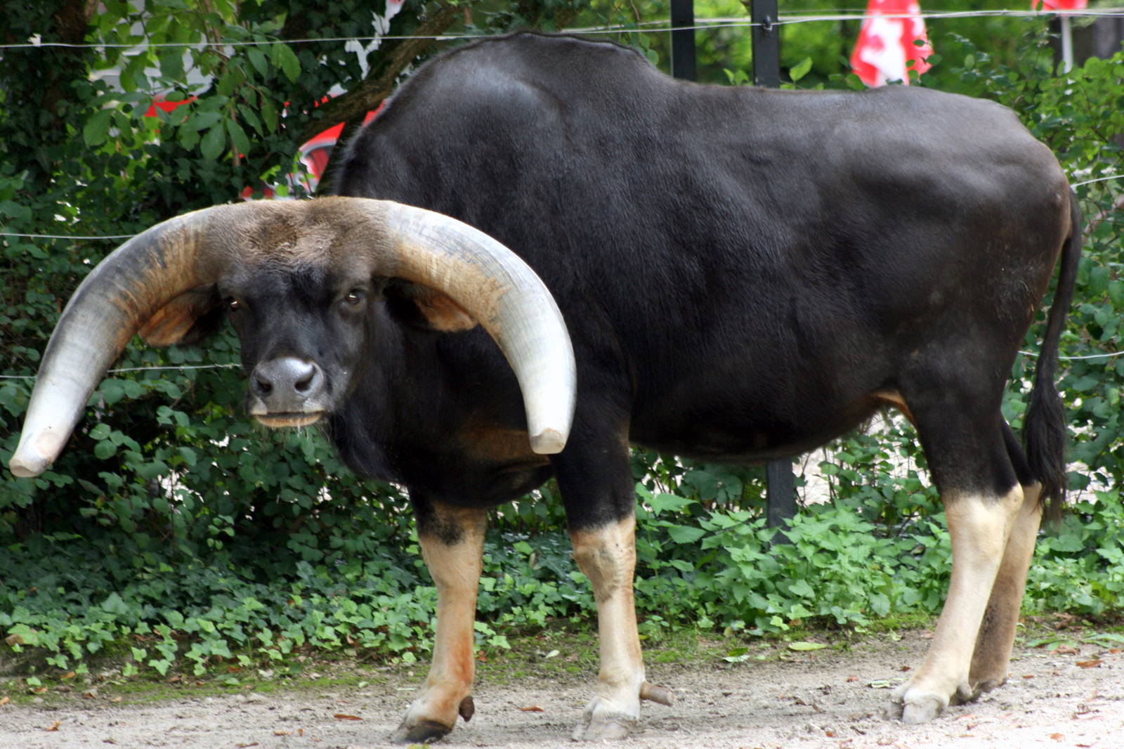 Gayal; Heidelberg; 3rd September 2010