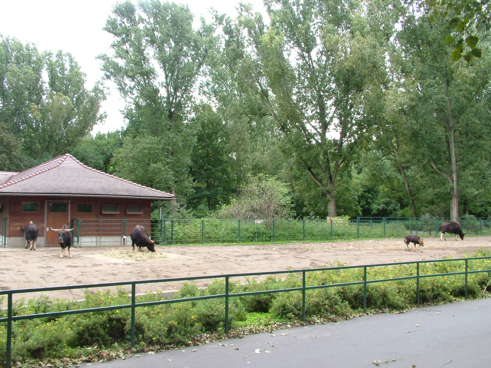 Gayal Paddock at Tierpark Berlin, 30/08/11