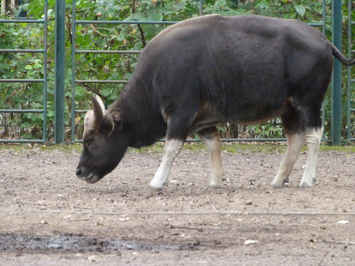 Gayal -Tierpark Berlin (2024)