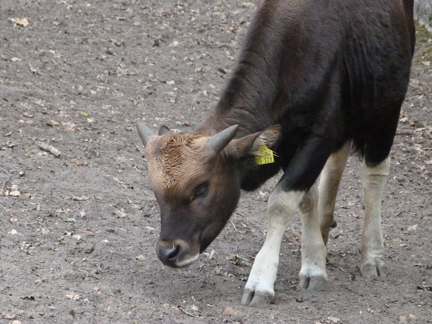 Gayal -Tierpark Berlin (2024)