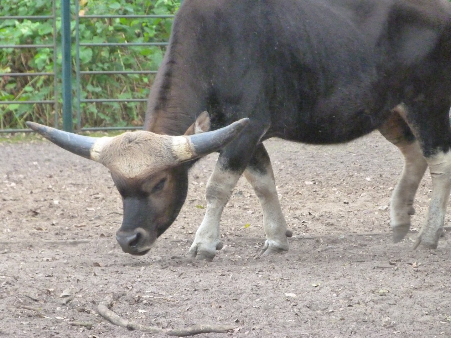 Gayal -Tierpark Berlin (2024)