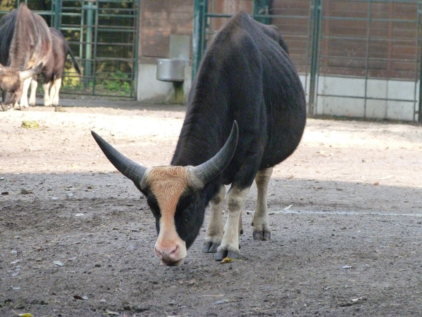 Gayal -Tierpark Berlin (2024)
