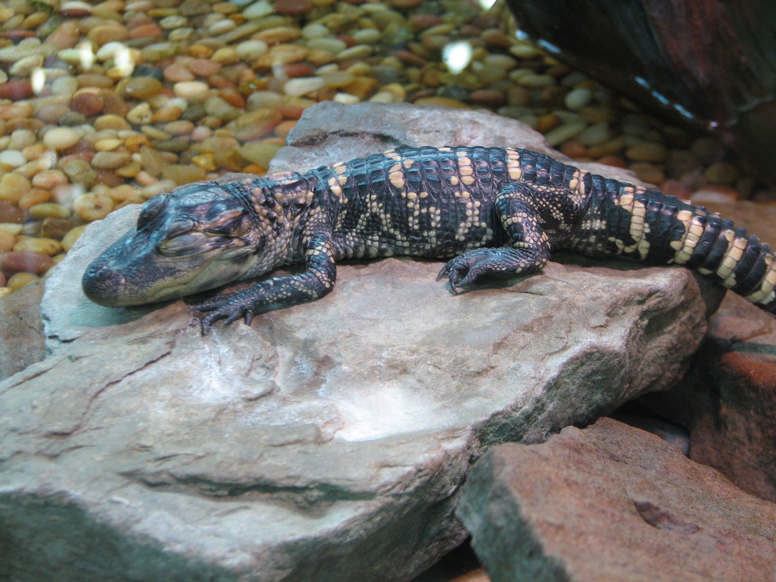 Gaylord Palms - Everglades Atrium - Baby American Alligator