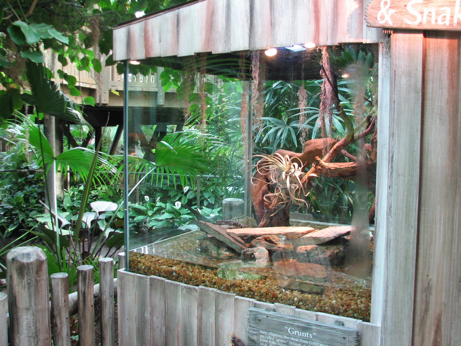 Gaylord Palms - Everglades Atrium - Sawgrass Place Baby American Alligator