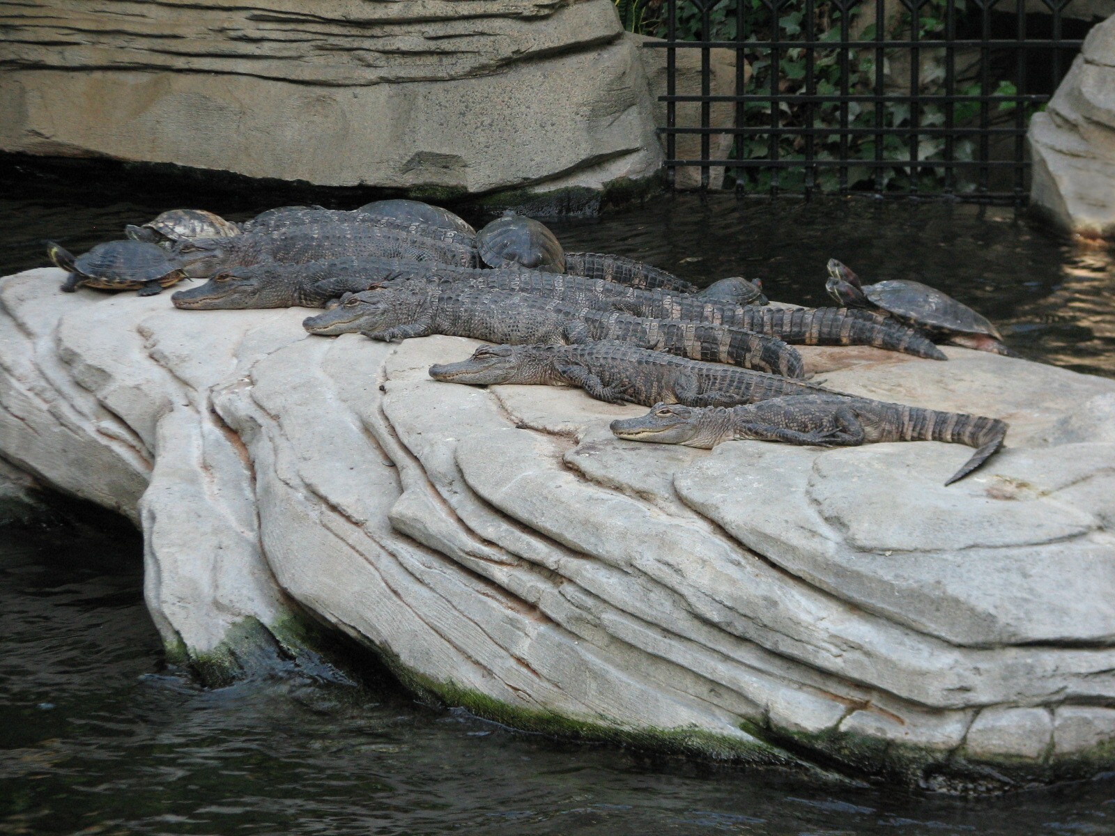 Gaylord Palms - St. Augustine Atrium - Gator Springs
