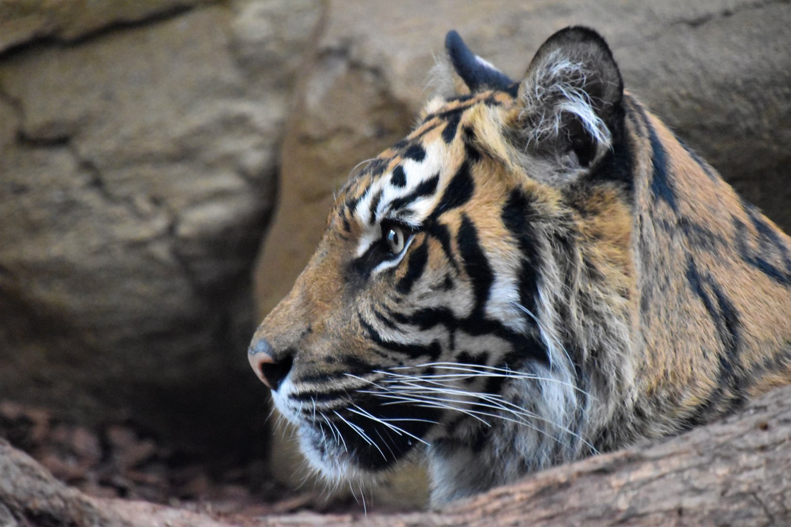 Gaysha - Sumatran tigress