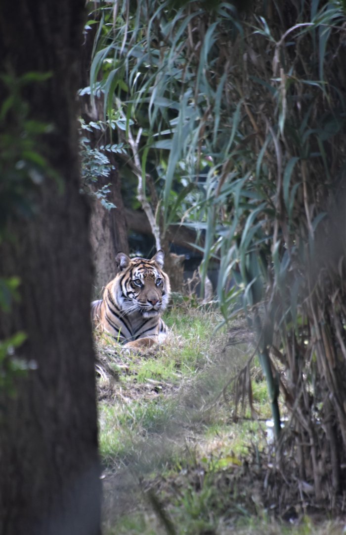 Gaysha - Sumatran tigress