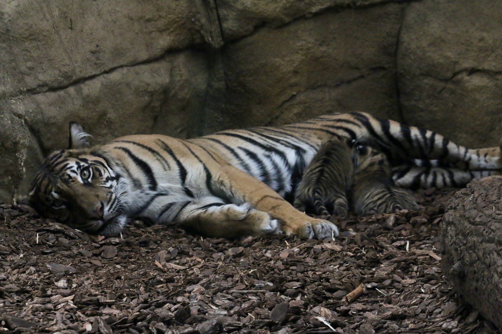 Gaysha & two of her recent cubs