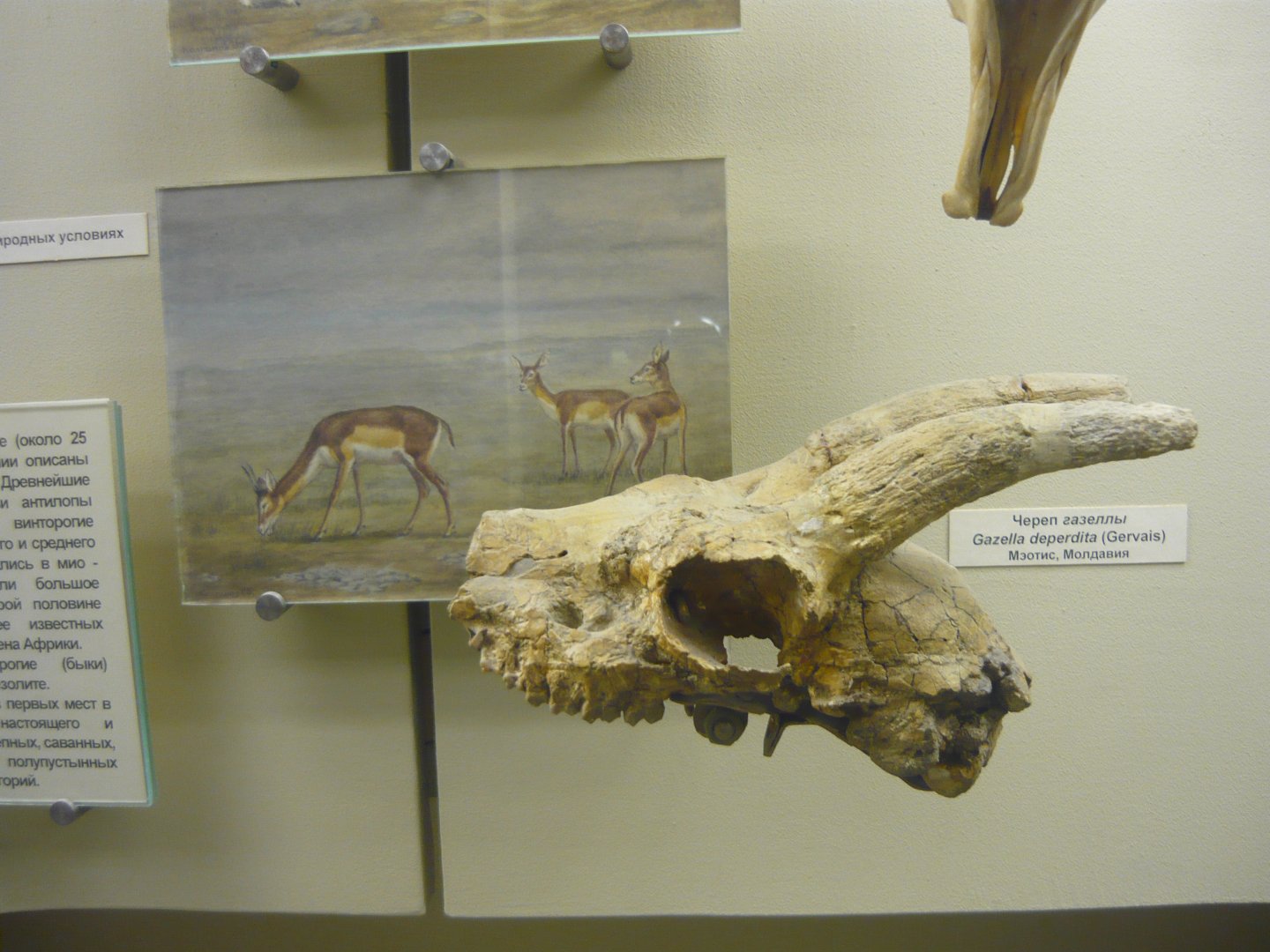 Gazell deperdita skull