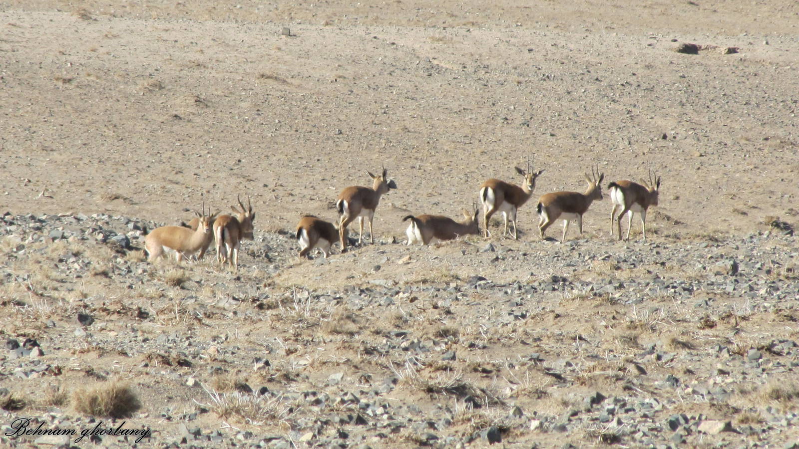 Gazella Bennettii (Indian Gazelle)