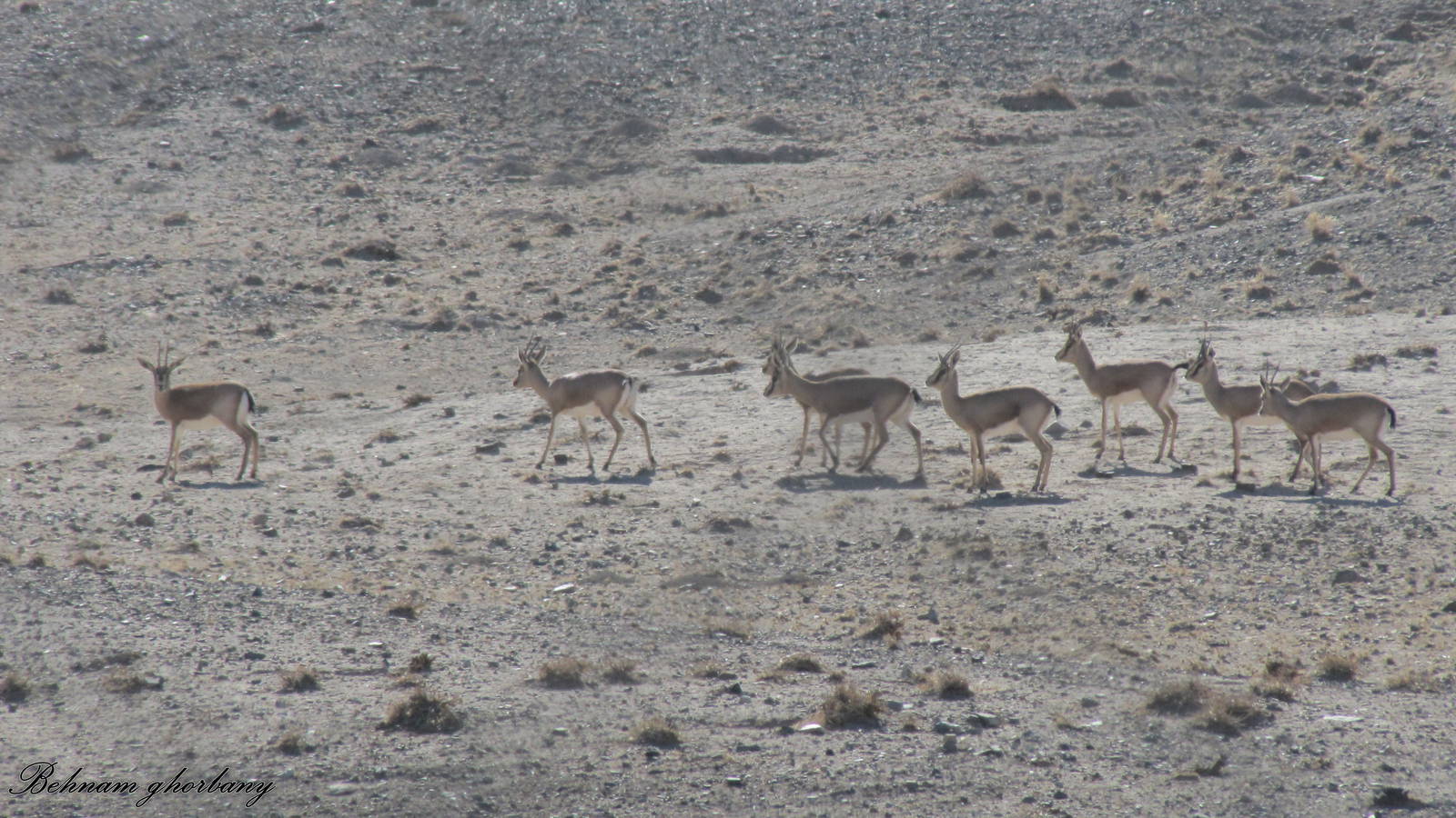 Gazella Bennettii (Indian Gazelle)