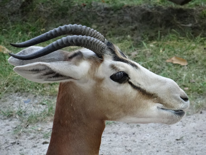 Gazella dama mhorr