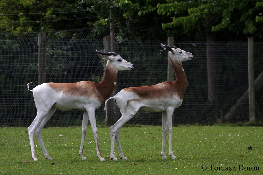 Gazella dama ruficollis