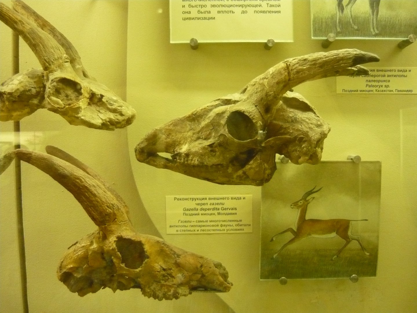 Gazella deperdita skulls