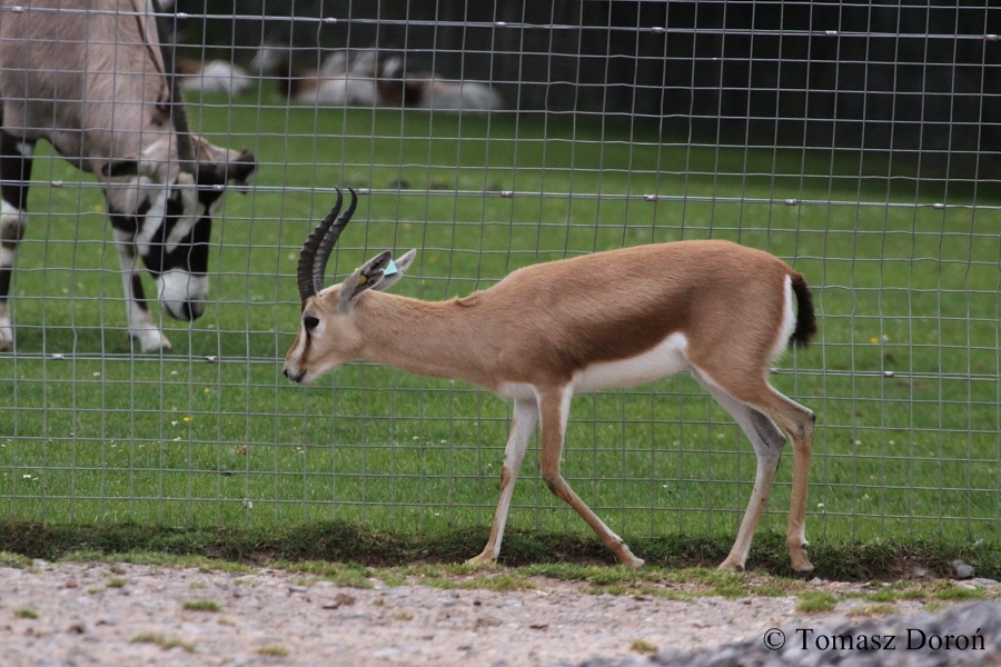 Gazella dorcas neglecta