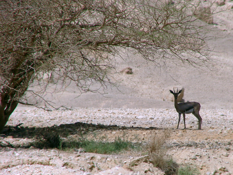 Gazella gazella acaciae (female), Southern Negev, 16-10-2010.