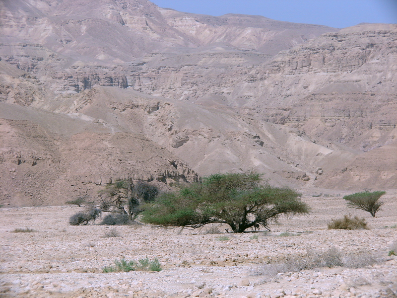 Gazella gazella acaciae (habitat), Southern Negev, 16-10-2010.
