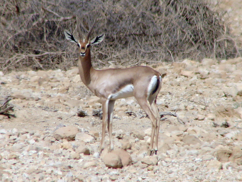 Gazella gazella acaciae (male), Southern Negev, 16-10-2010.