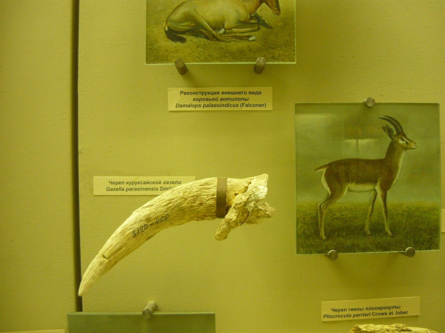 Gazella parasinensis skull fragment