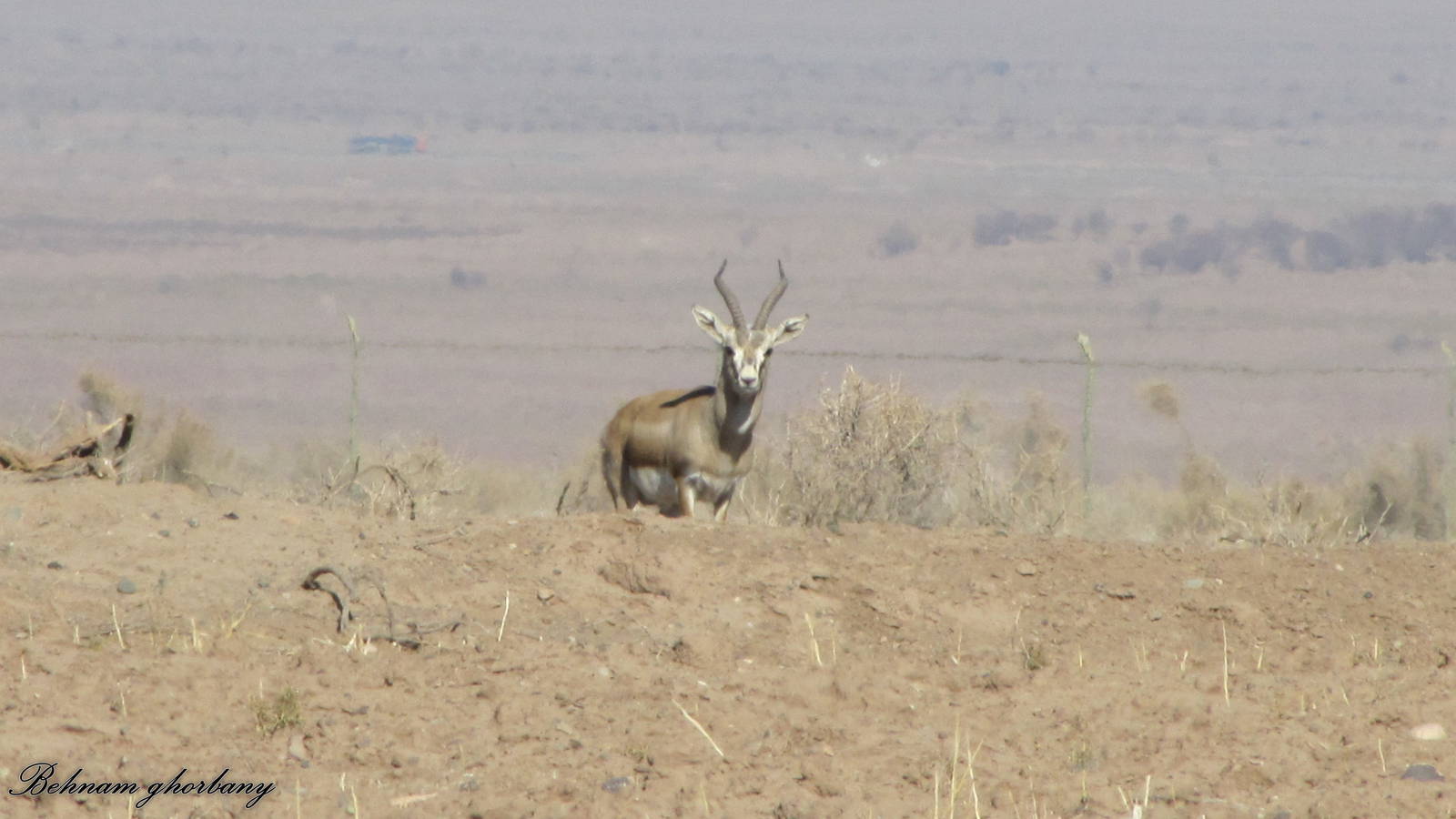 Gazella Subgutturosa (Persian Gazelle)