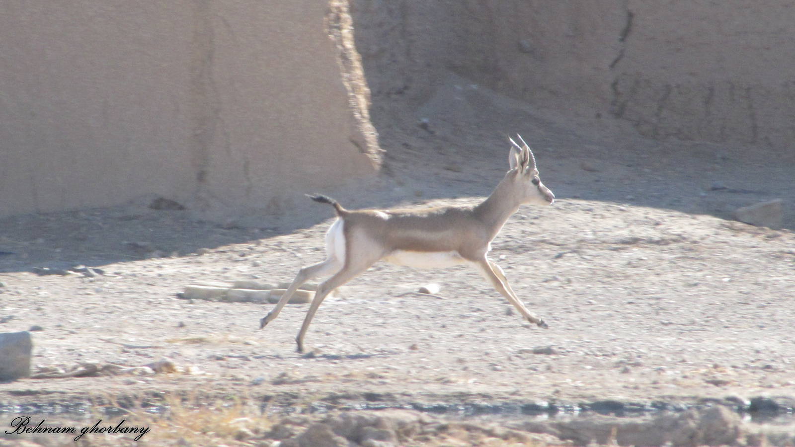 Gazella Subgutturosa (Persian Gazelle)