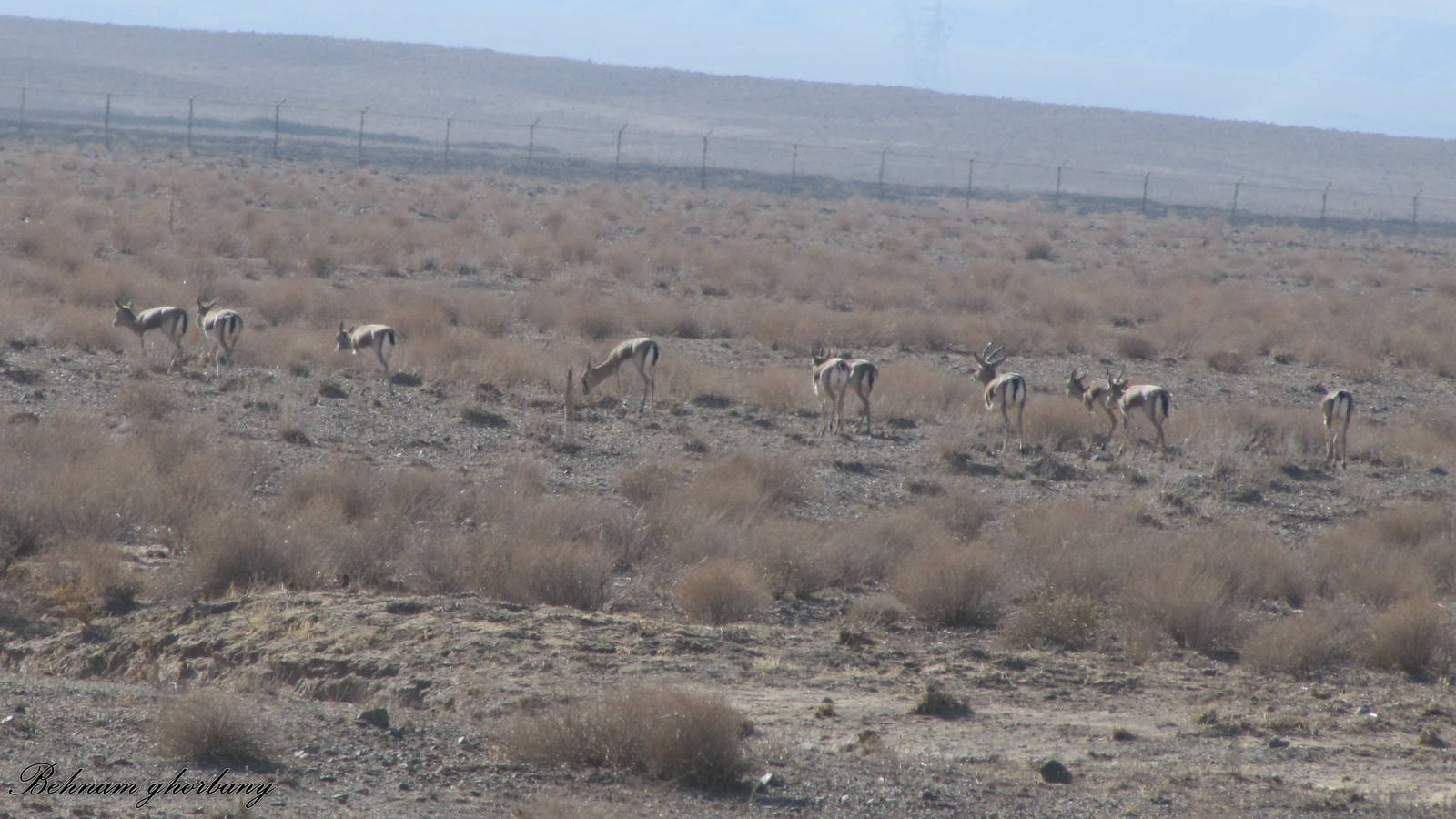 Gazella Subgutturosa (Persian Gazelle)