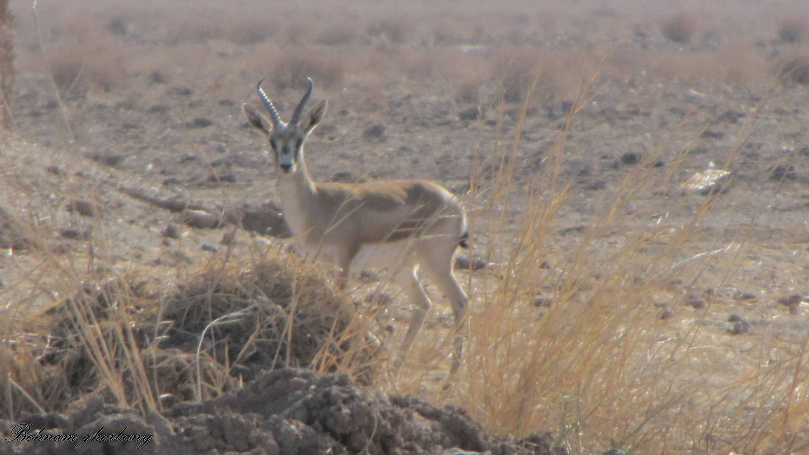 Gazella Subgutturosa (Persian Gazelle)