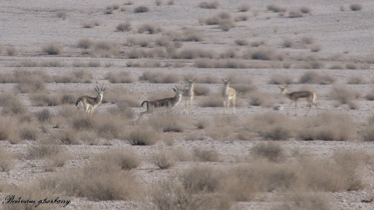 Gazella Subgutturosa (Persian Gazelle)