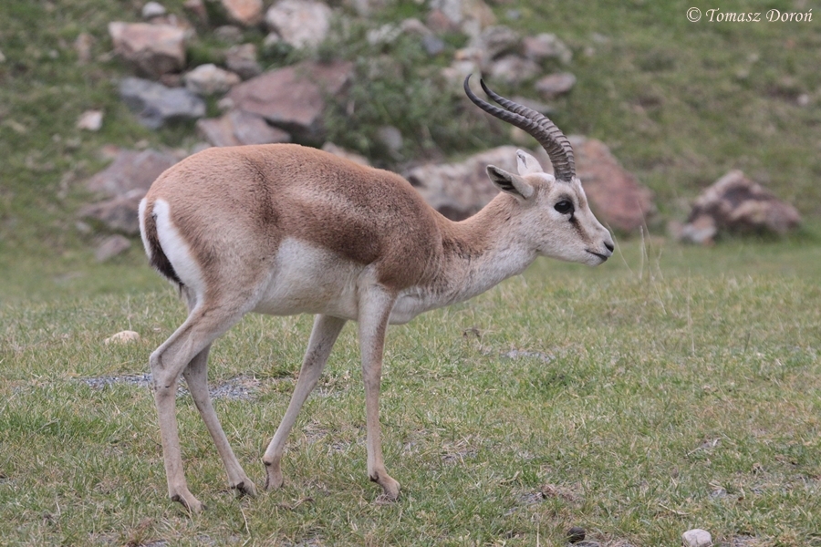 Gazella subgutturosa