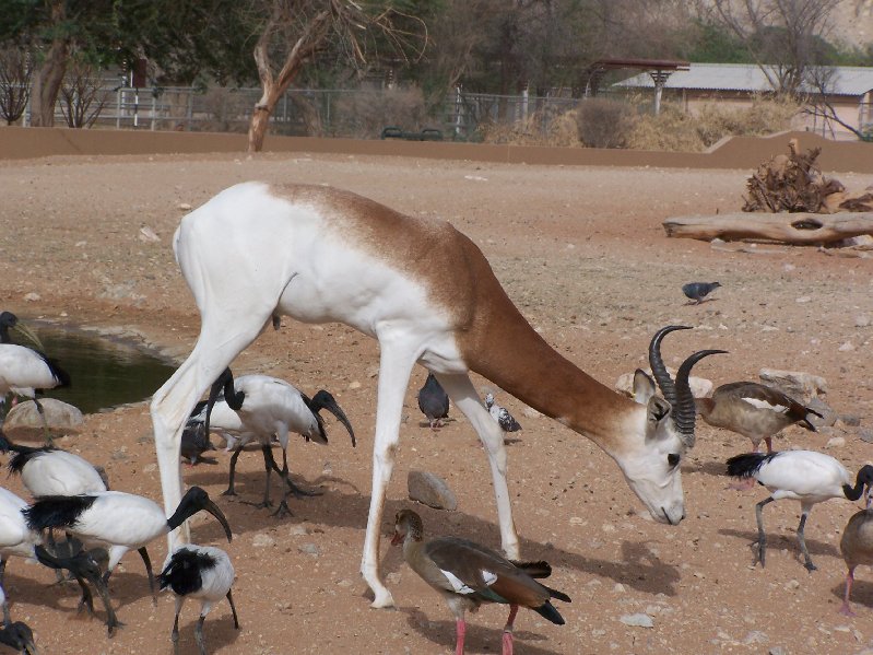 Gazelle Amongst The Birds