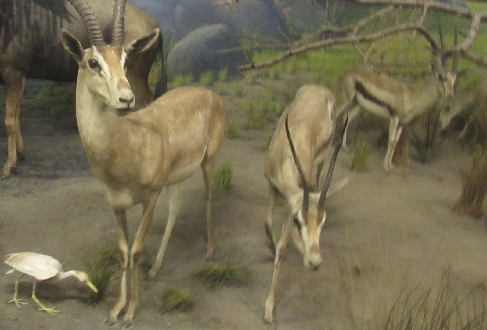gazelle diorama