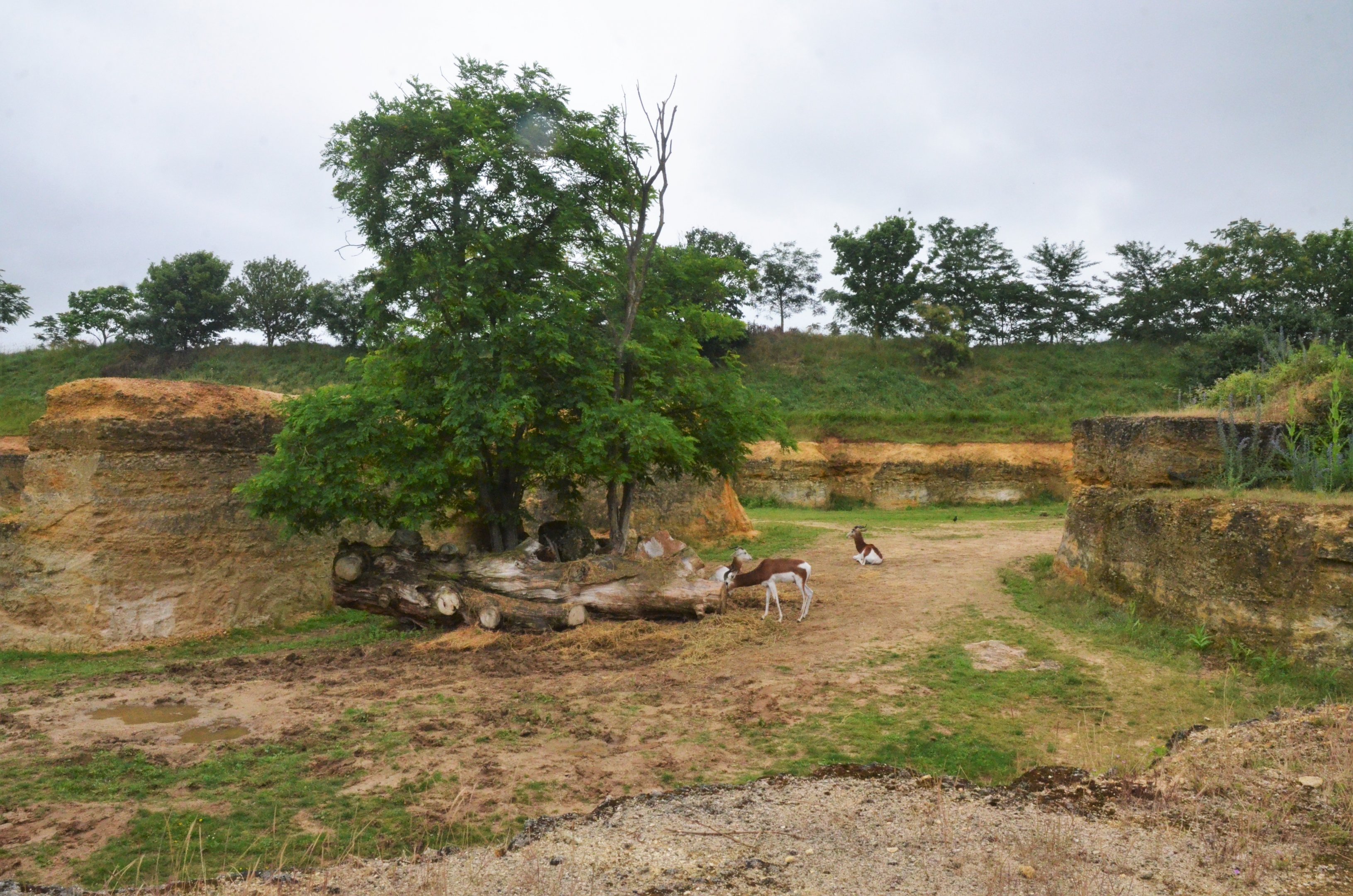 Gazelle Enclosure (Part of Black Rhino Complex) at Doué-la-Fontaine, 15/06/18