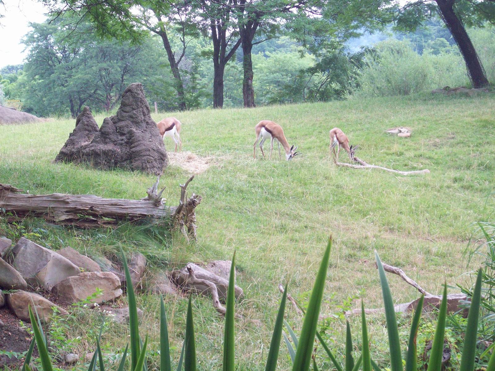 Gazelle Exhibit.