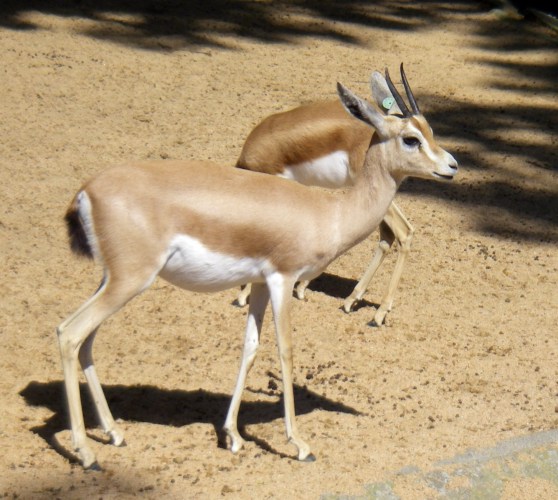 Gazelle (Gazella dorcas)
