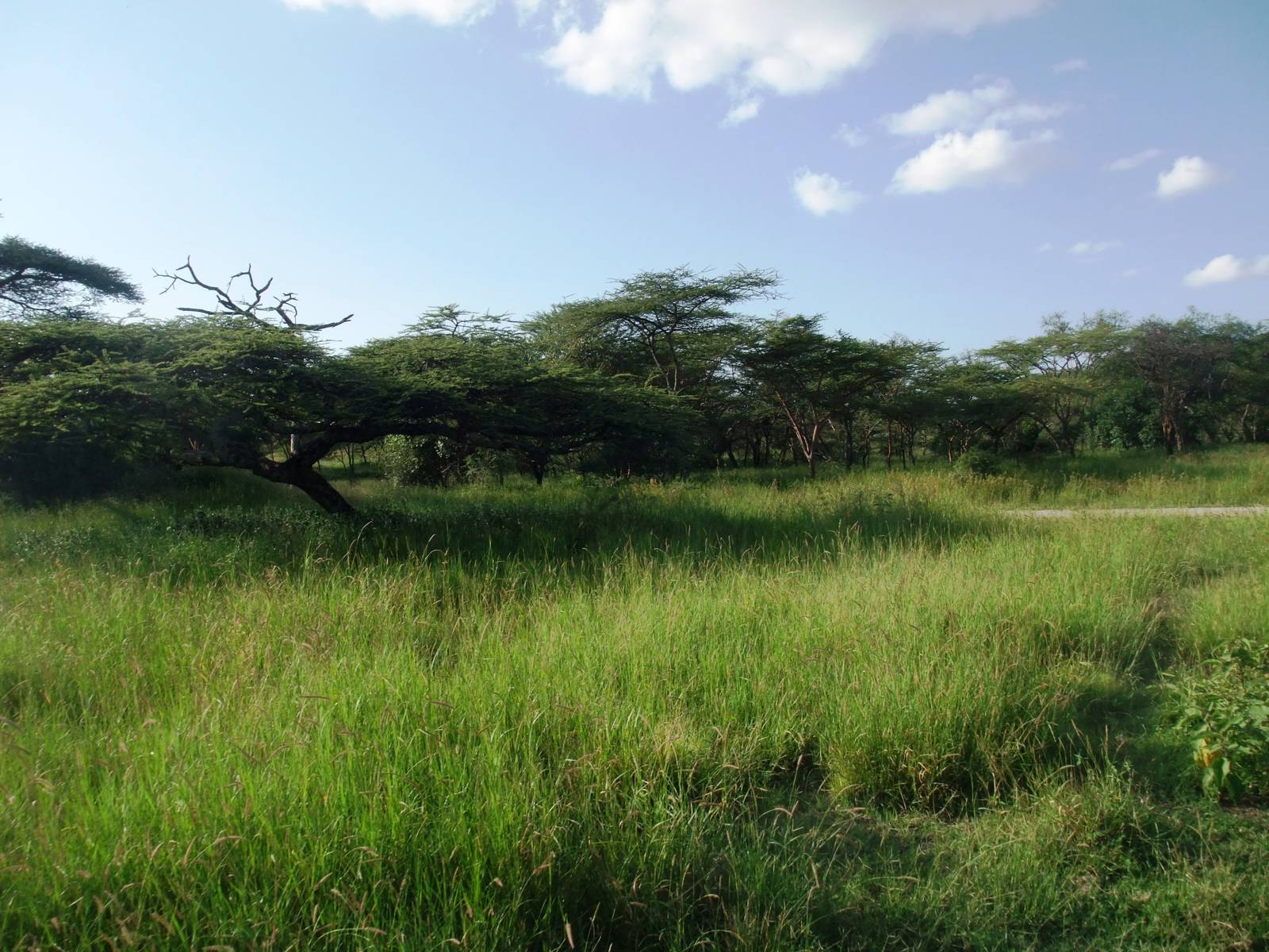 Gazelle Habitat, Abijatta-Shalla NP, 13/10/14
