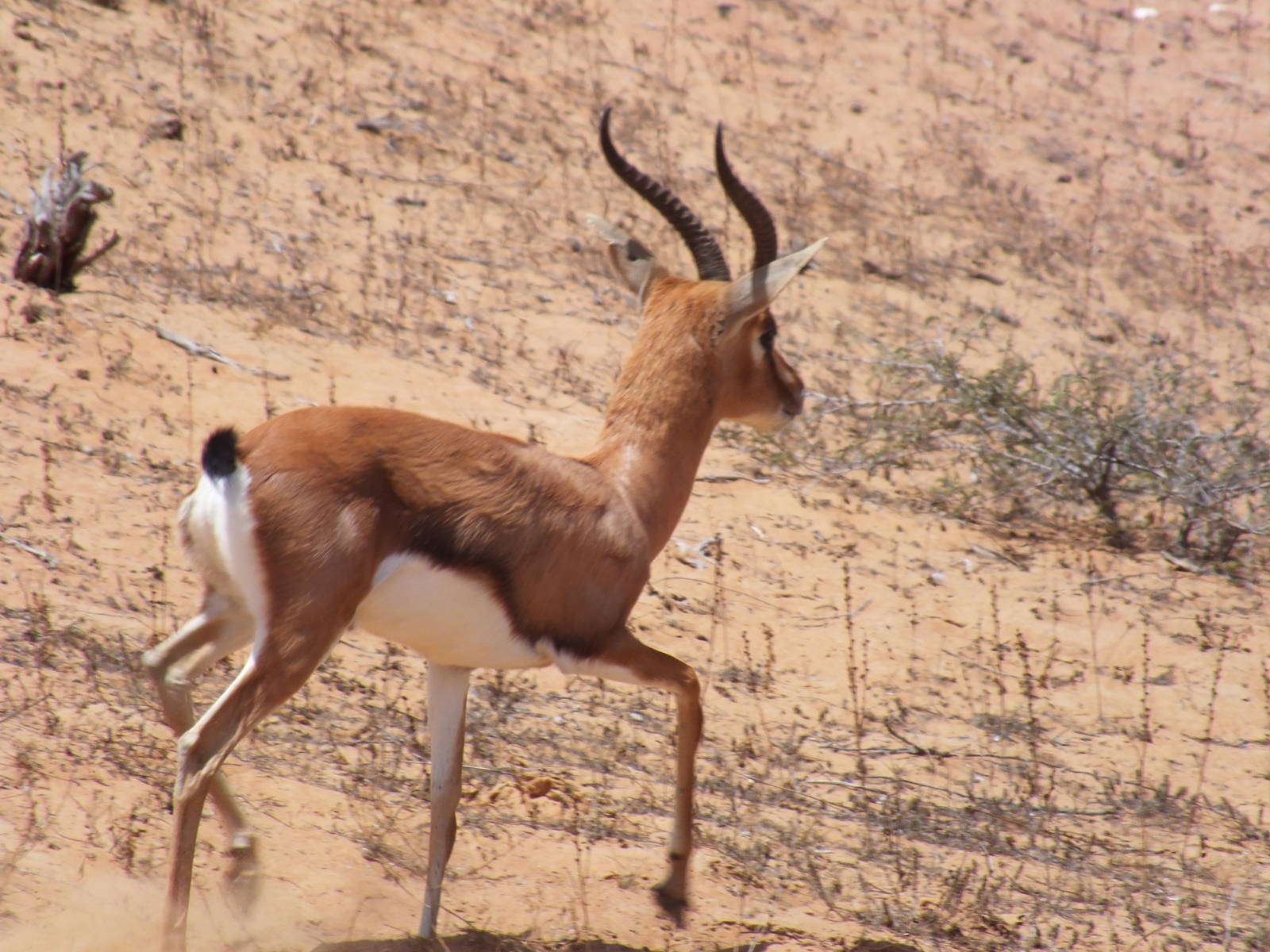 Gazelle ID?