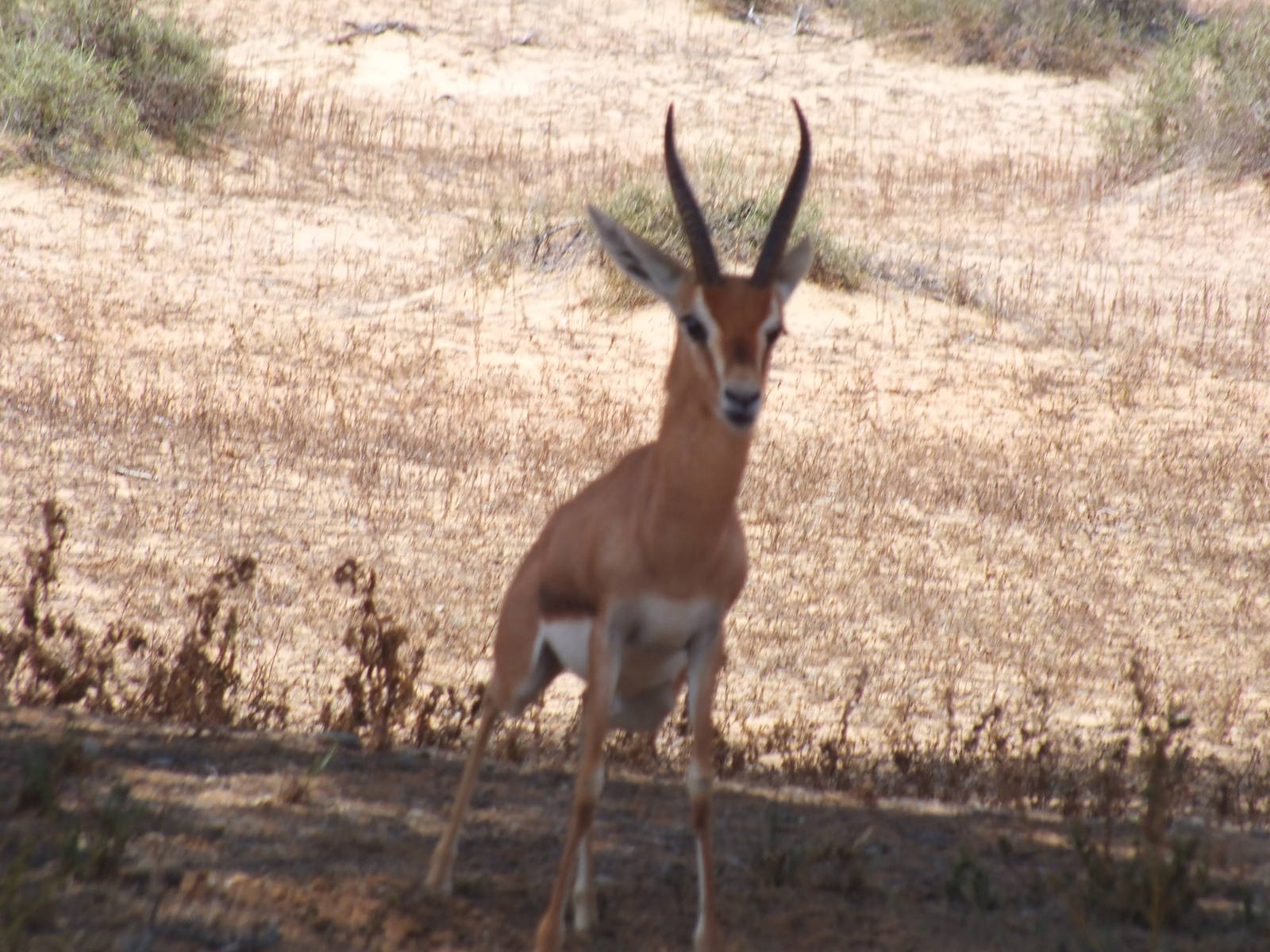Gazelle ID?