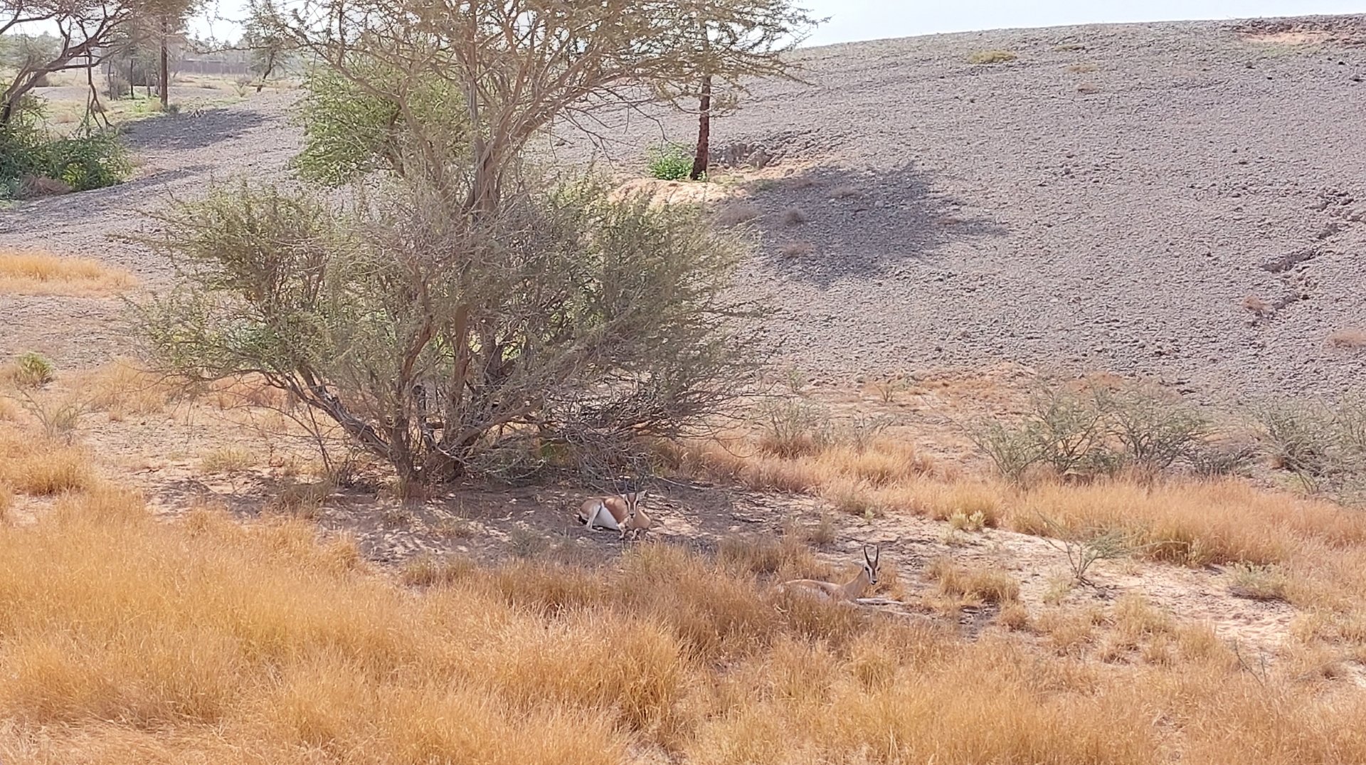 Gazelle in Sahel exhibit