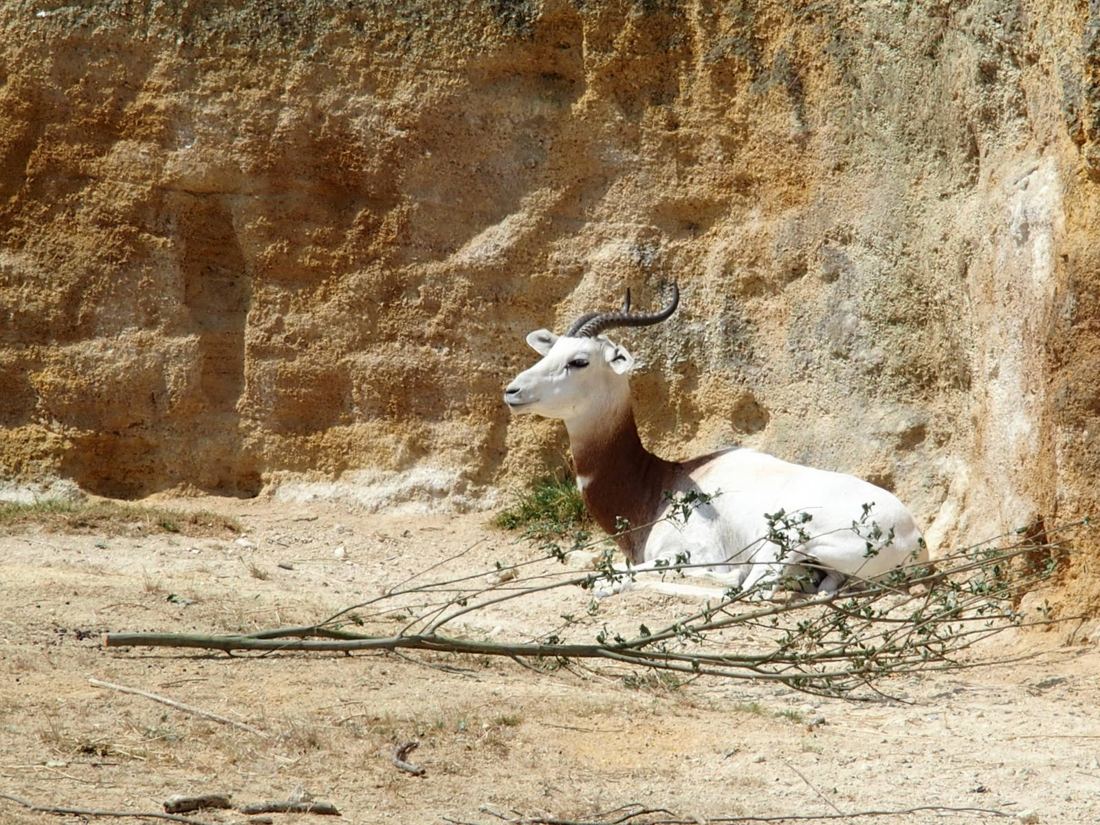 gazelle in the rhino valley