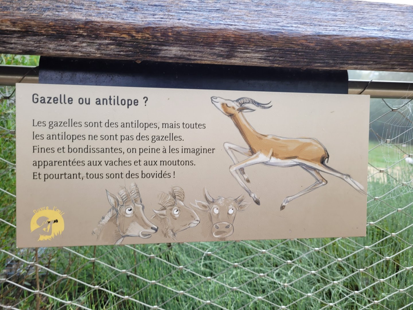 Gazelle or Antelope? -Parc Zoologique de Paris (2022)