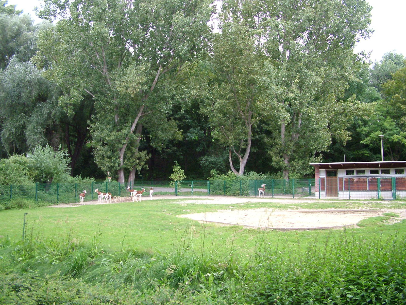 Gazelle Paddock at Tierpark Berlin, 30/08/11