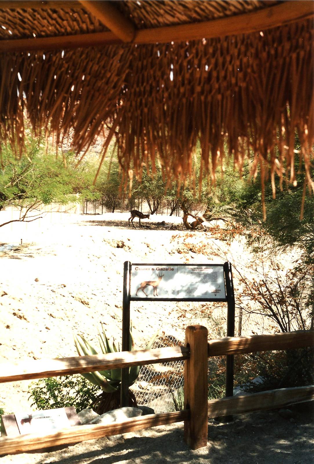 Gazelle Viewing at The Living Desert, 1998