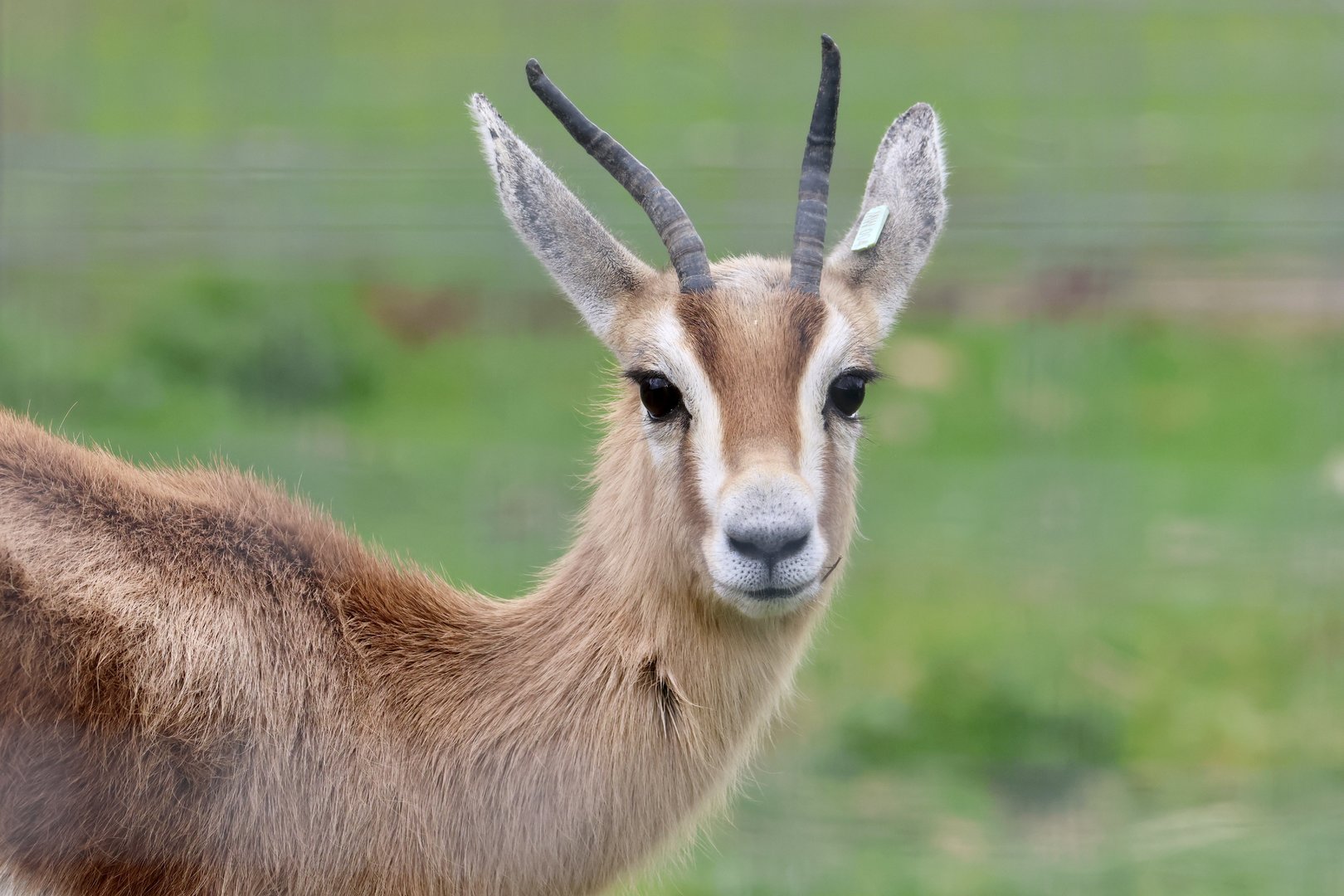 Gazelle