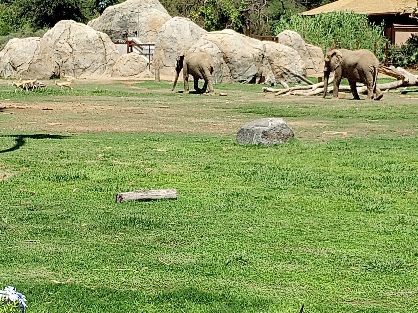 Gazellephants