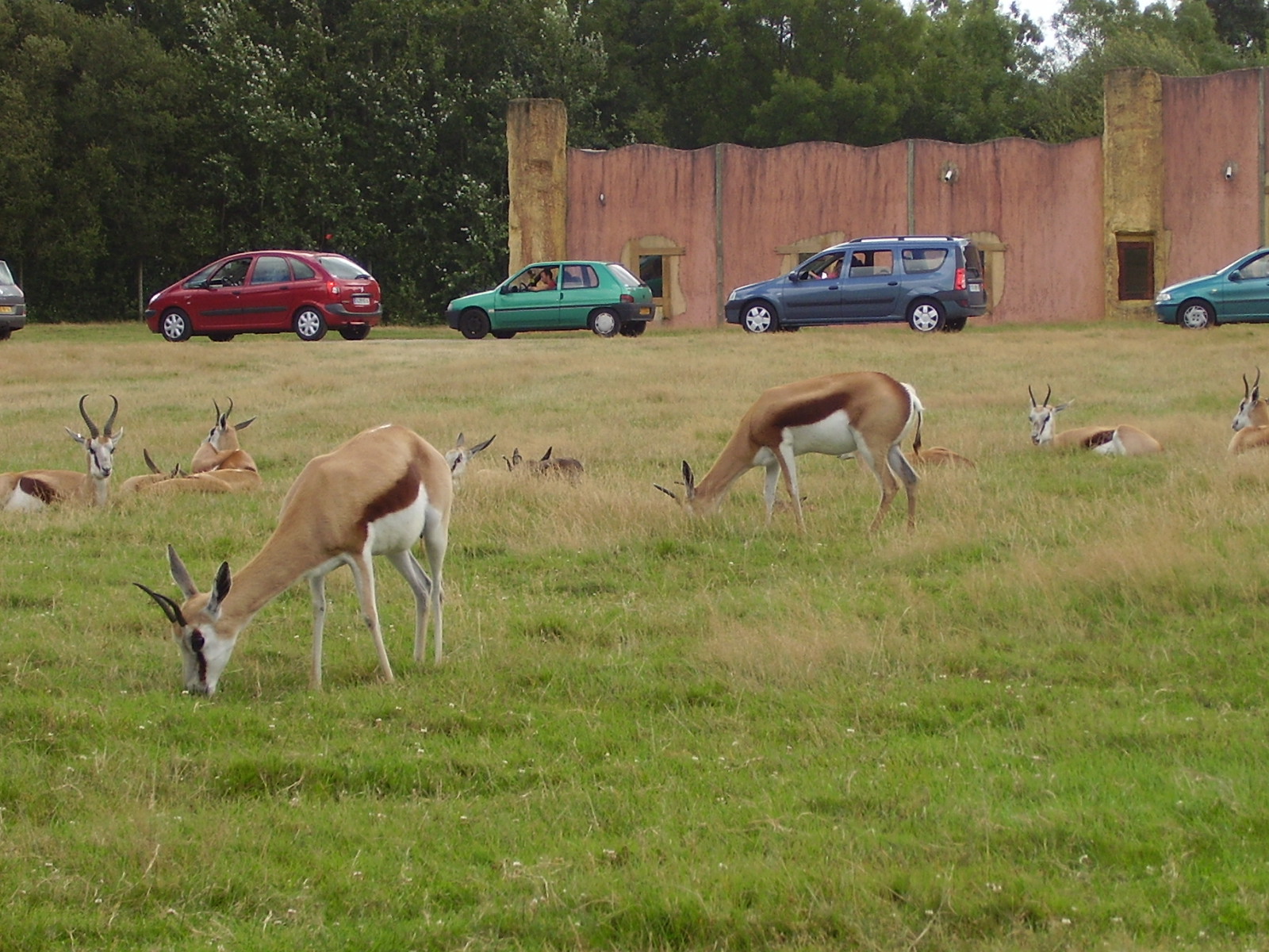 Gazelles - 2008