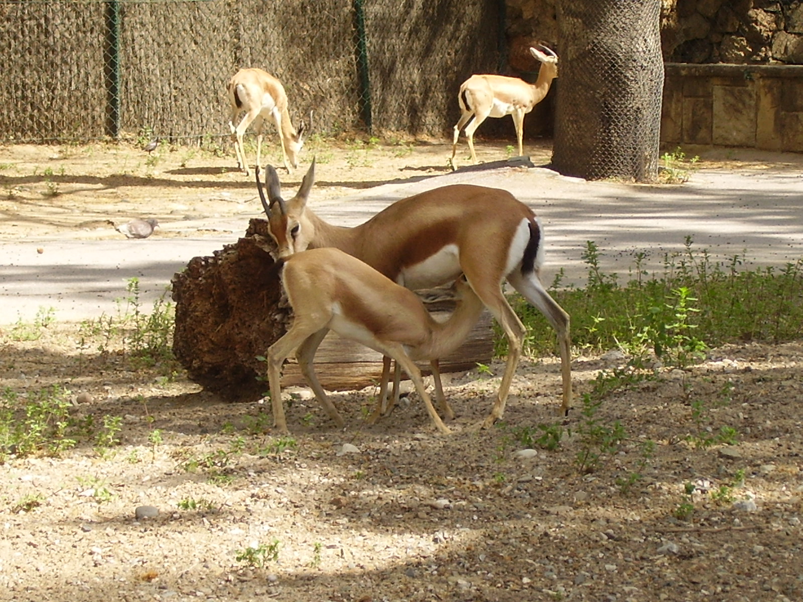 Gazelles - 2008