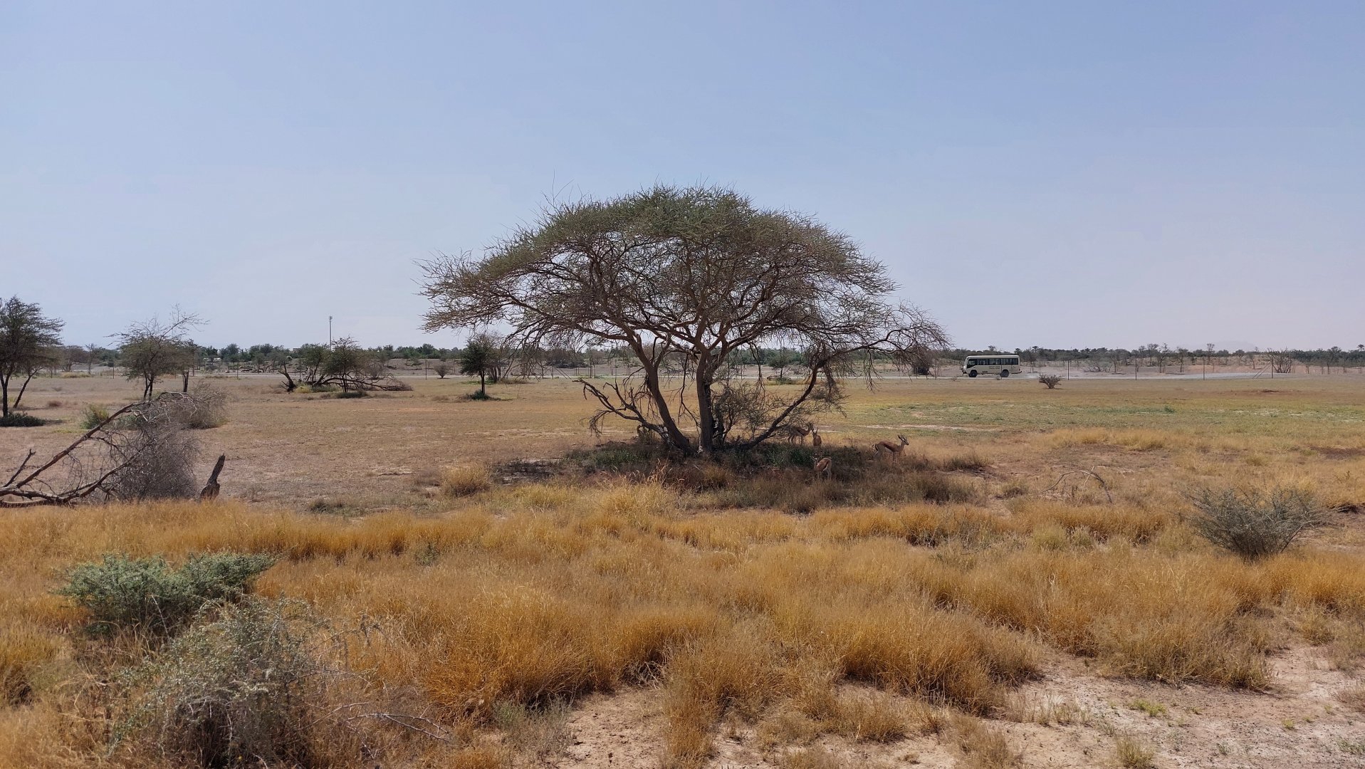 Gazelles at Sahel area